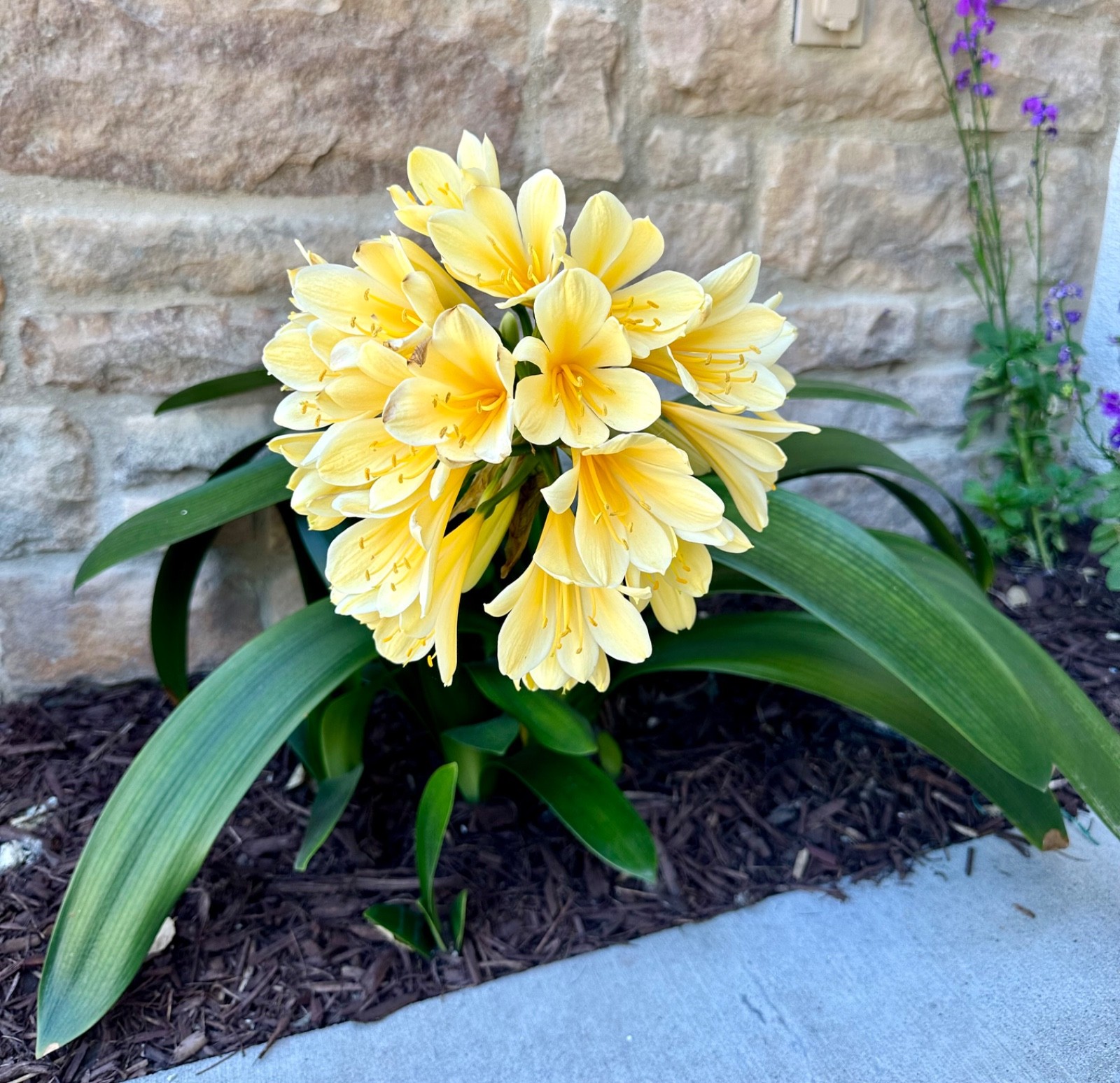 1 Large, Mature Yellow Clivia Miniata Bush Lily Plants, 10 -12 Leaves