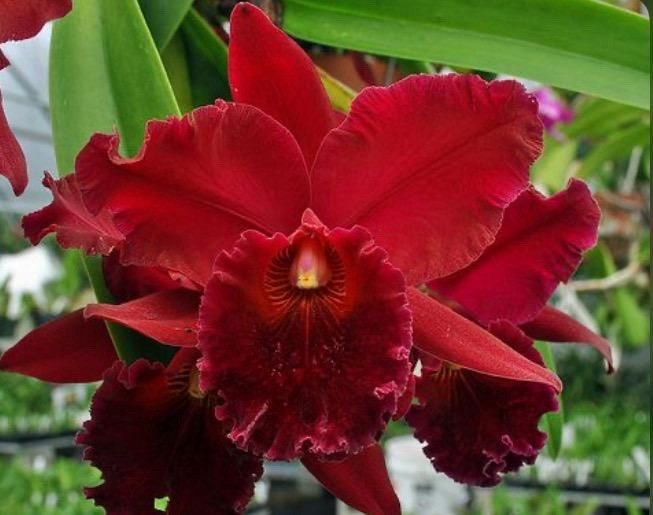 Rlc Orglade’s Nigrescent X Hawaiian Ruby Fragrant Red Orchid Eros Hybrid 7” Pot