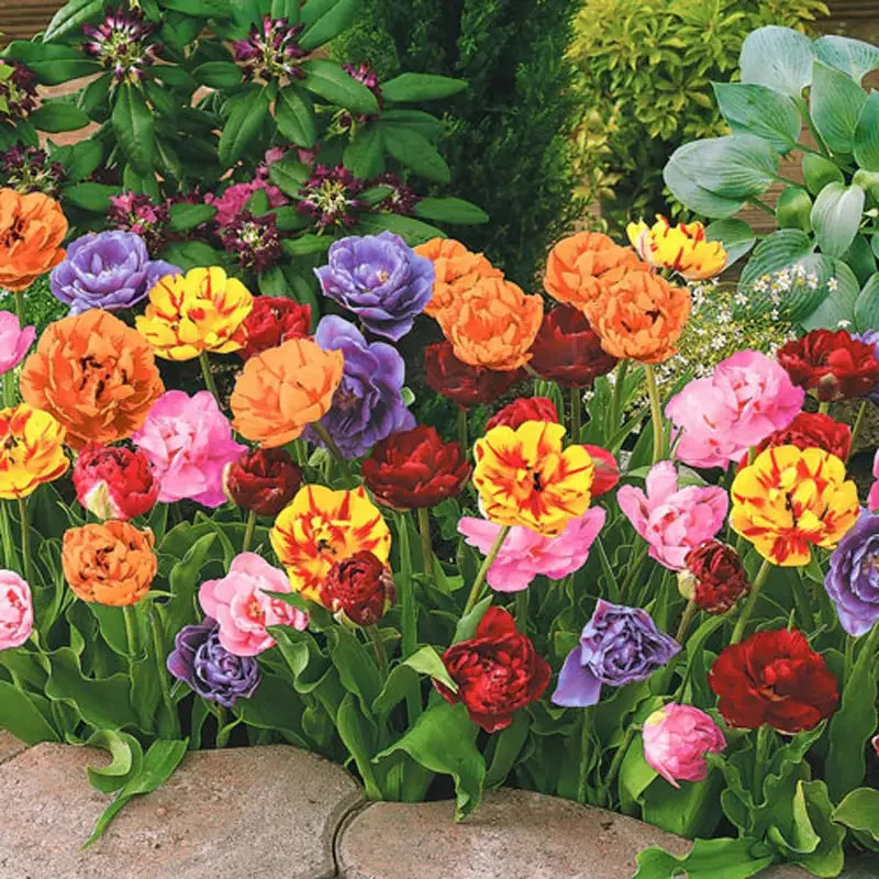 20Pcs Rare Mixed Color Peony Seeds Paeonia Perennial Double Bloom Garden Flower