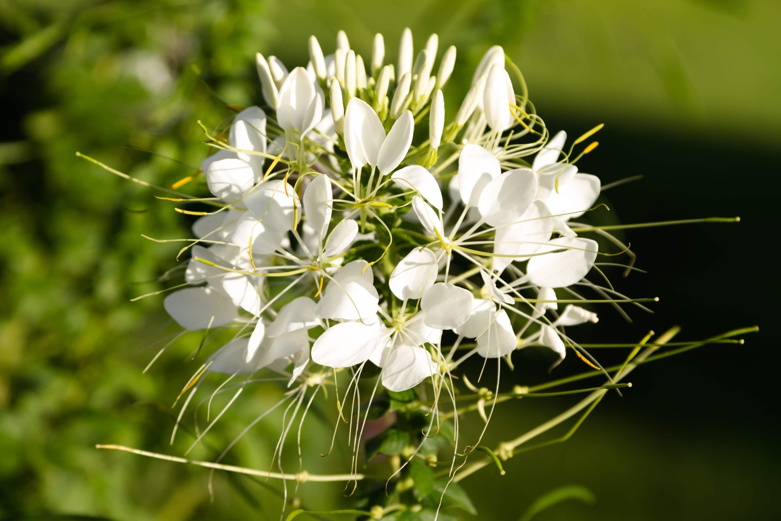 200 WHITE QUEEN CLEOME Hassleriana Cleome Spinosa Spider Flower Seeds