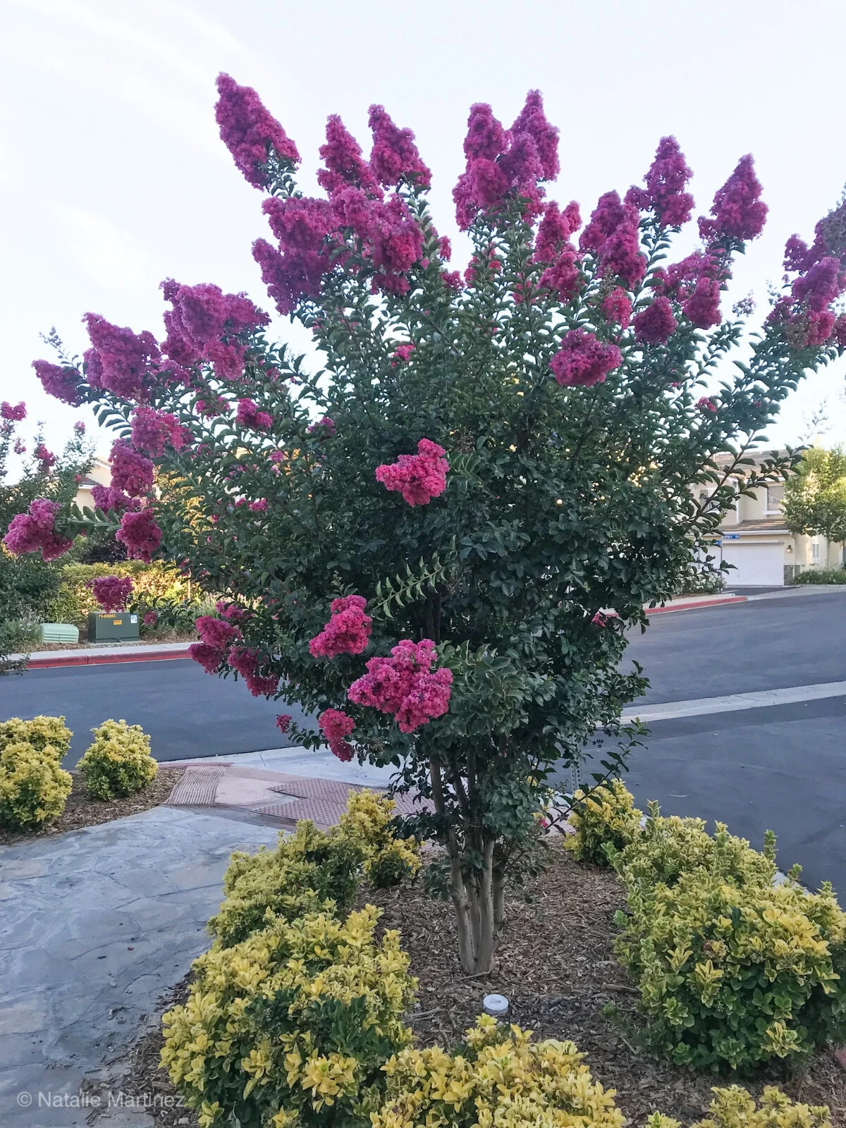 Quart Pot Mixed Crape Myrtle Plant 18”-24” Height
