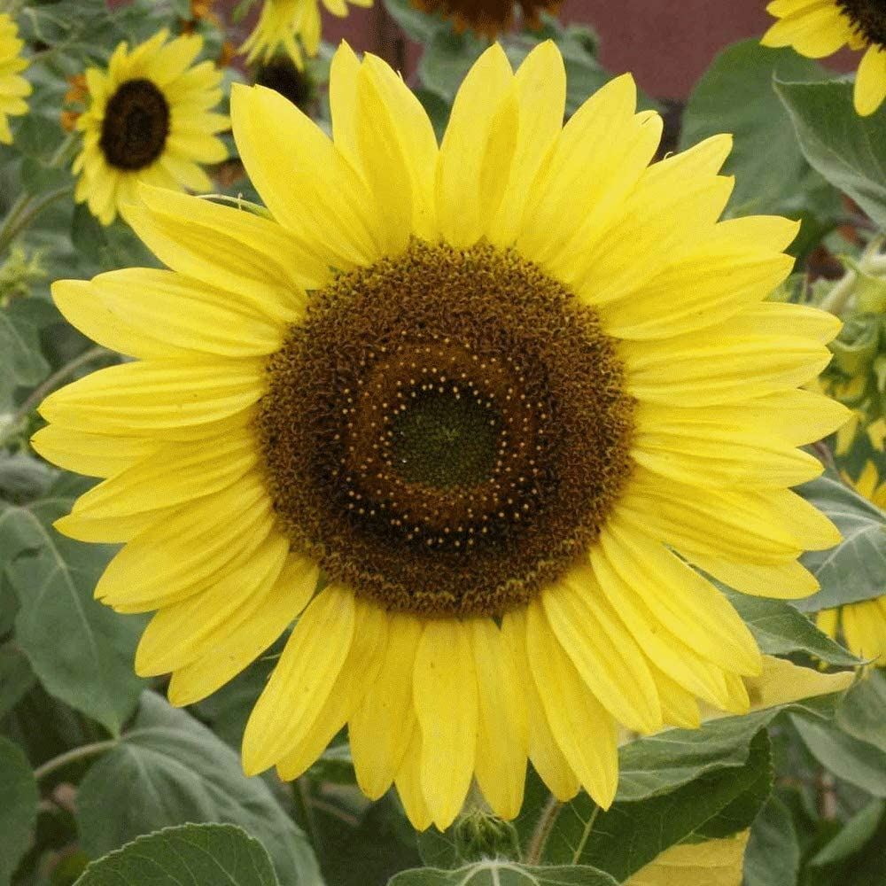 Sunflower Flower Seeds, Lemon Queen “COOL BEANS N SPROUTS” Brand