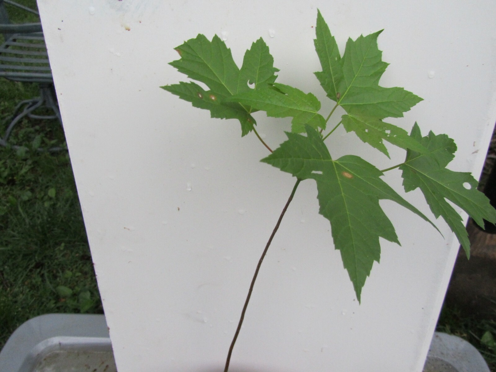 1 – 3′ tall 1 Plant Sugar Maple Tree (Acer saccharum)
