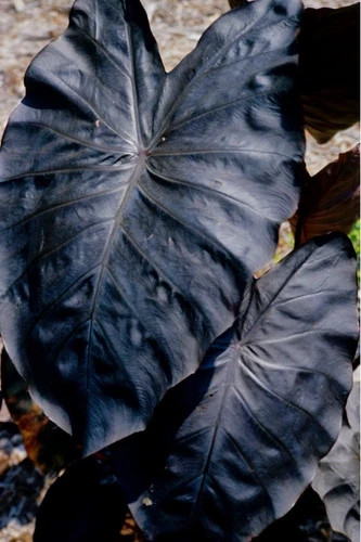 Diamond Head- Colocasia esculenta- Elephant Ear – SMALL ROOTED STARTER Plant