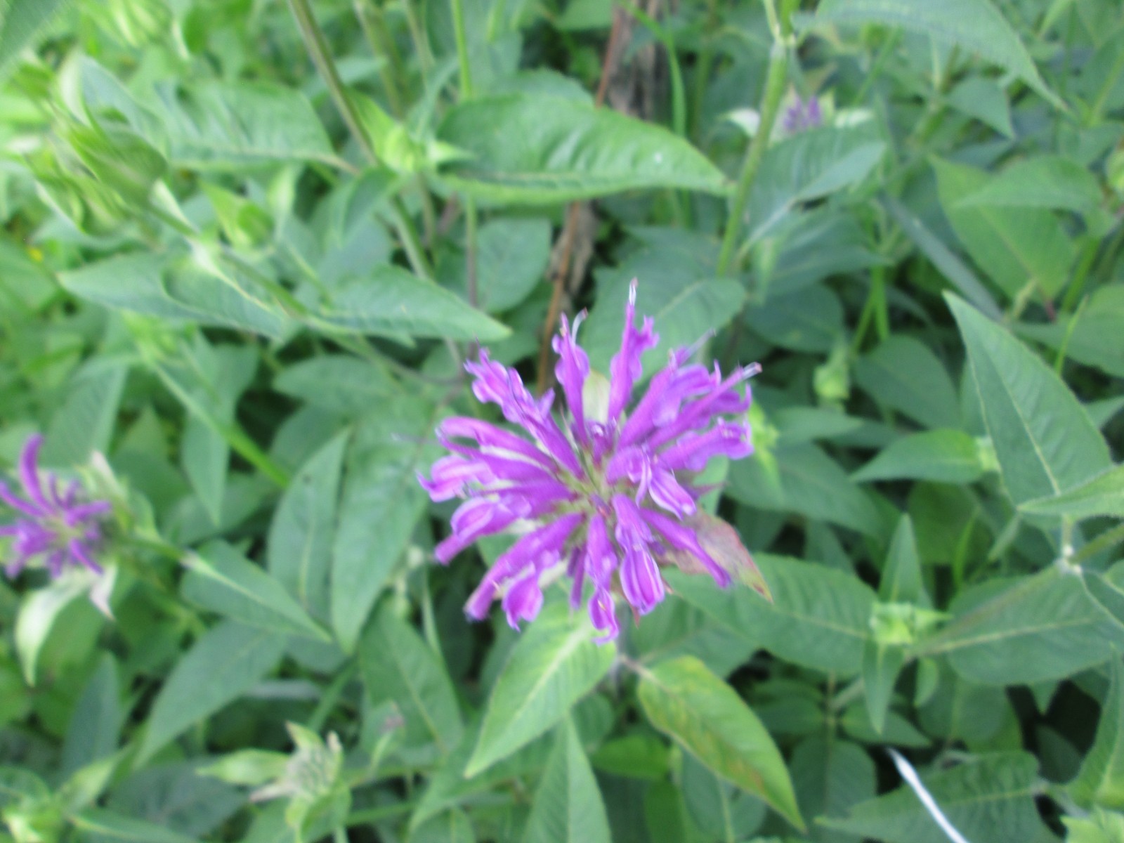 8 Live mixed color monarda bee balm PLANT Bergamot Perennial Butterfly 3-9