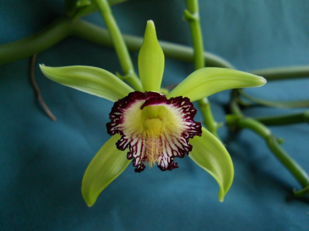 Orchid plant Vanilla Poitaei lot of 10 approximateley 20 inches long adult cuts.