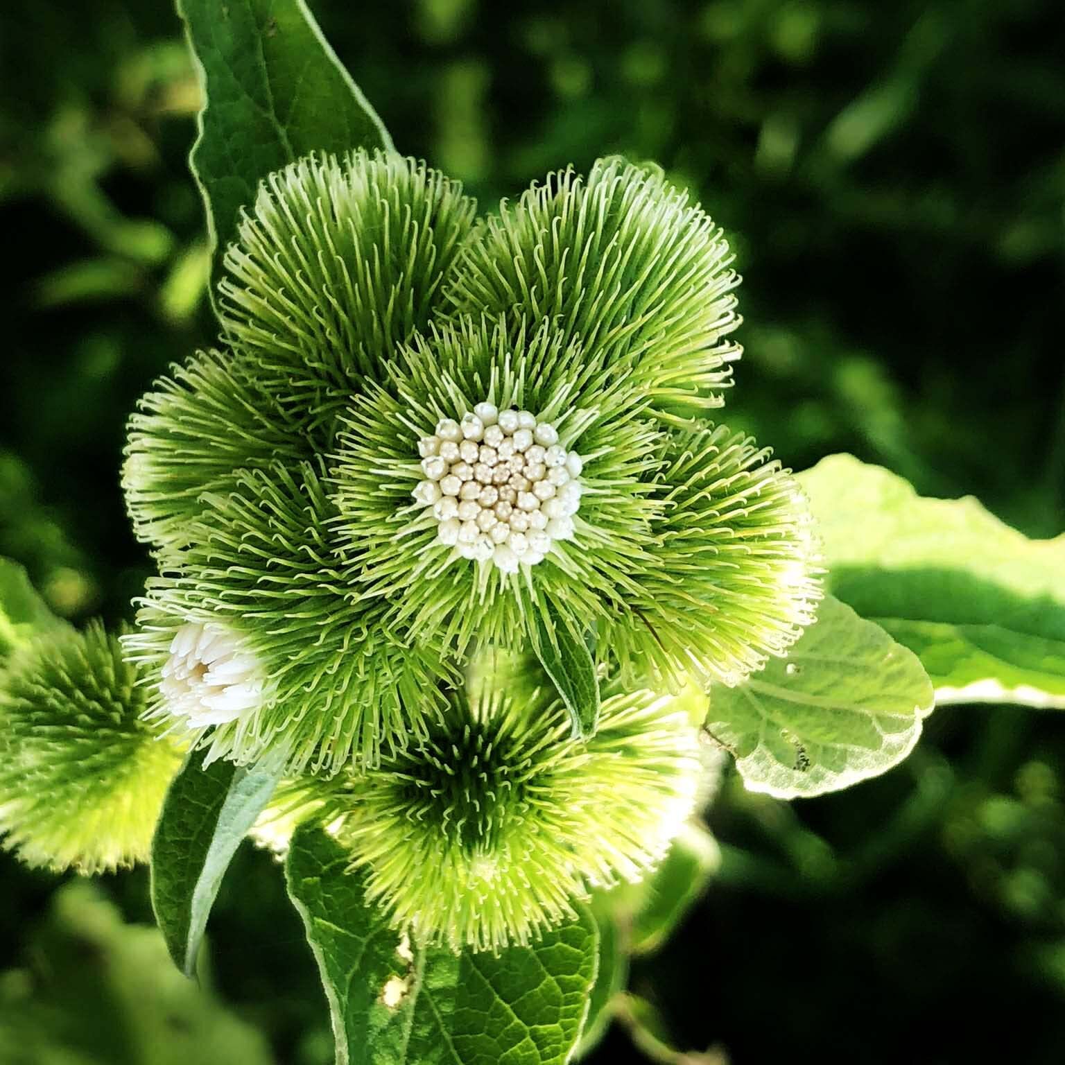 Smoke Camp Crafts Organic Live Burdock Plant, Arctium lappa, niúbàng (牛蒡),