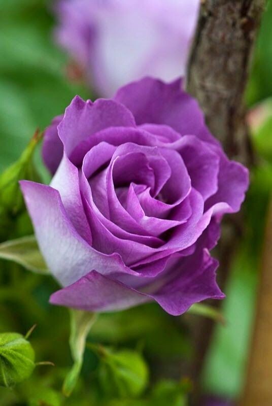 30+ Seeds| Light Purple Perennial Flower Rose Seeds #1084