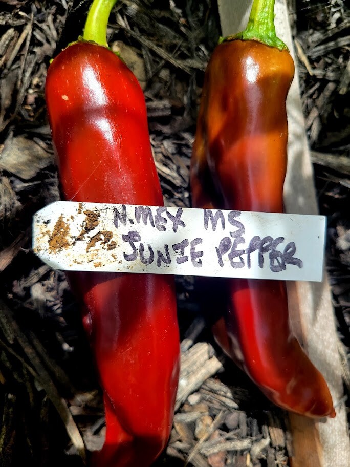 NuMex Junie Hot Pepper Seeds Organically Grown Unique Creek Homestead Certified
