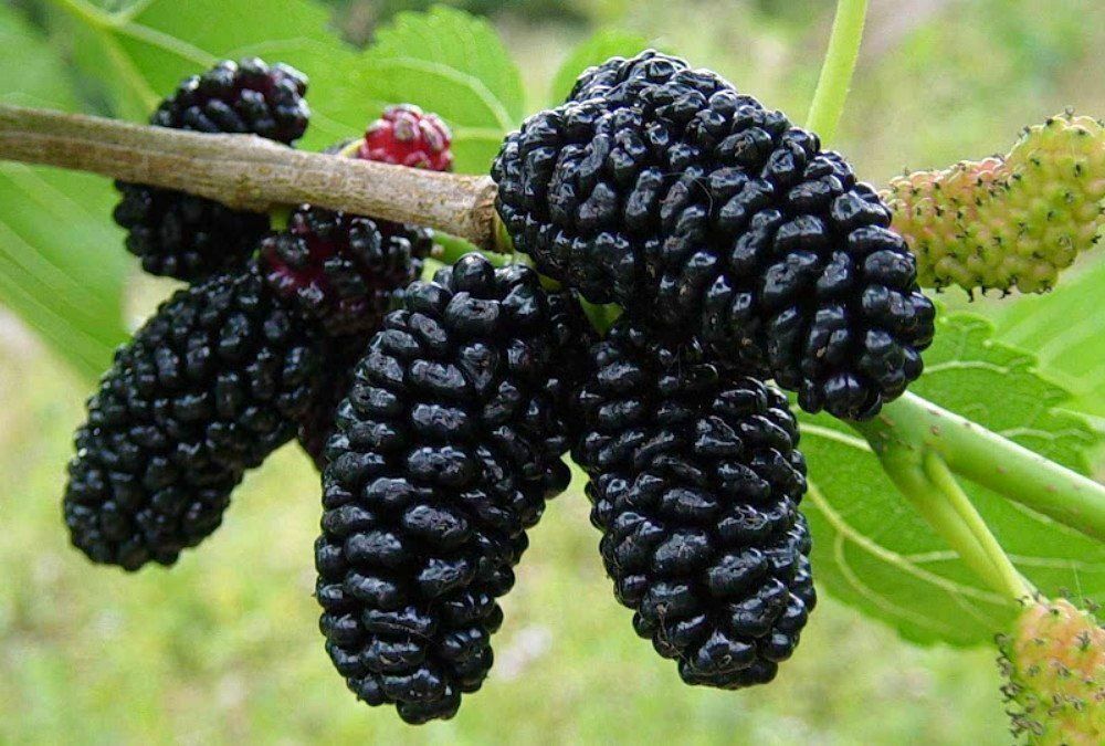 25 Mulberry Tree Seeds Wild Organic Grown Home Orchard Fruit Plant Garden Seed