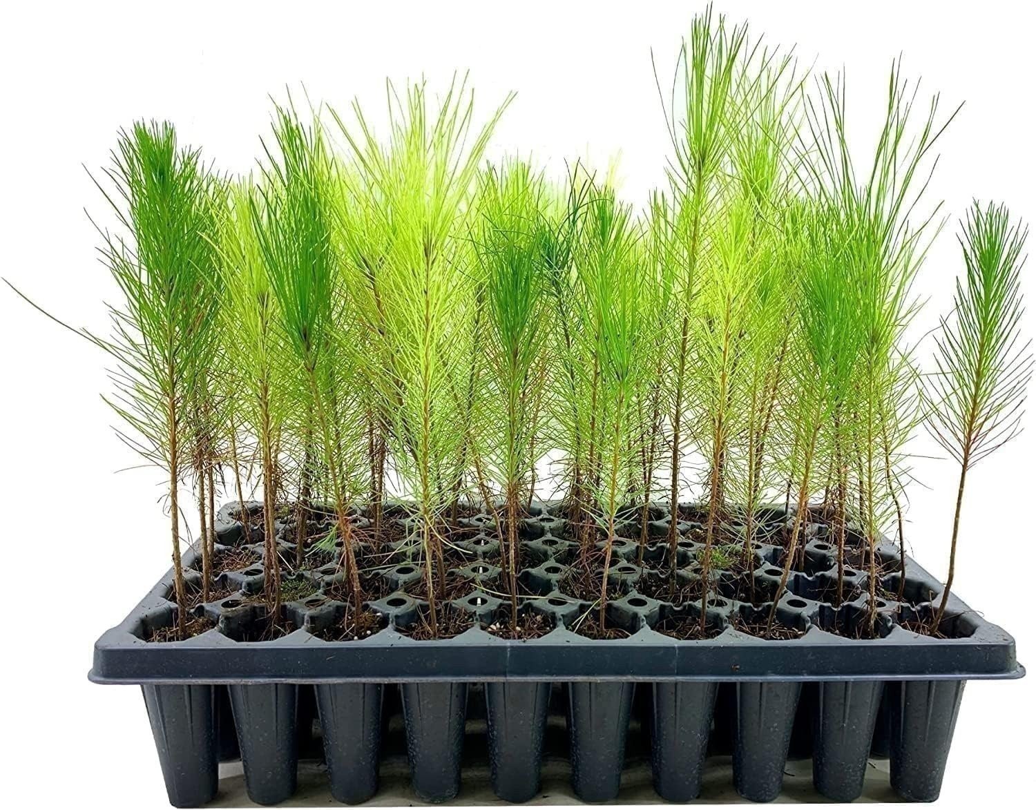 Loblolly Pine Tree Plants | Live Seedlings | Pinus Taeda | Fast-Growing…
