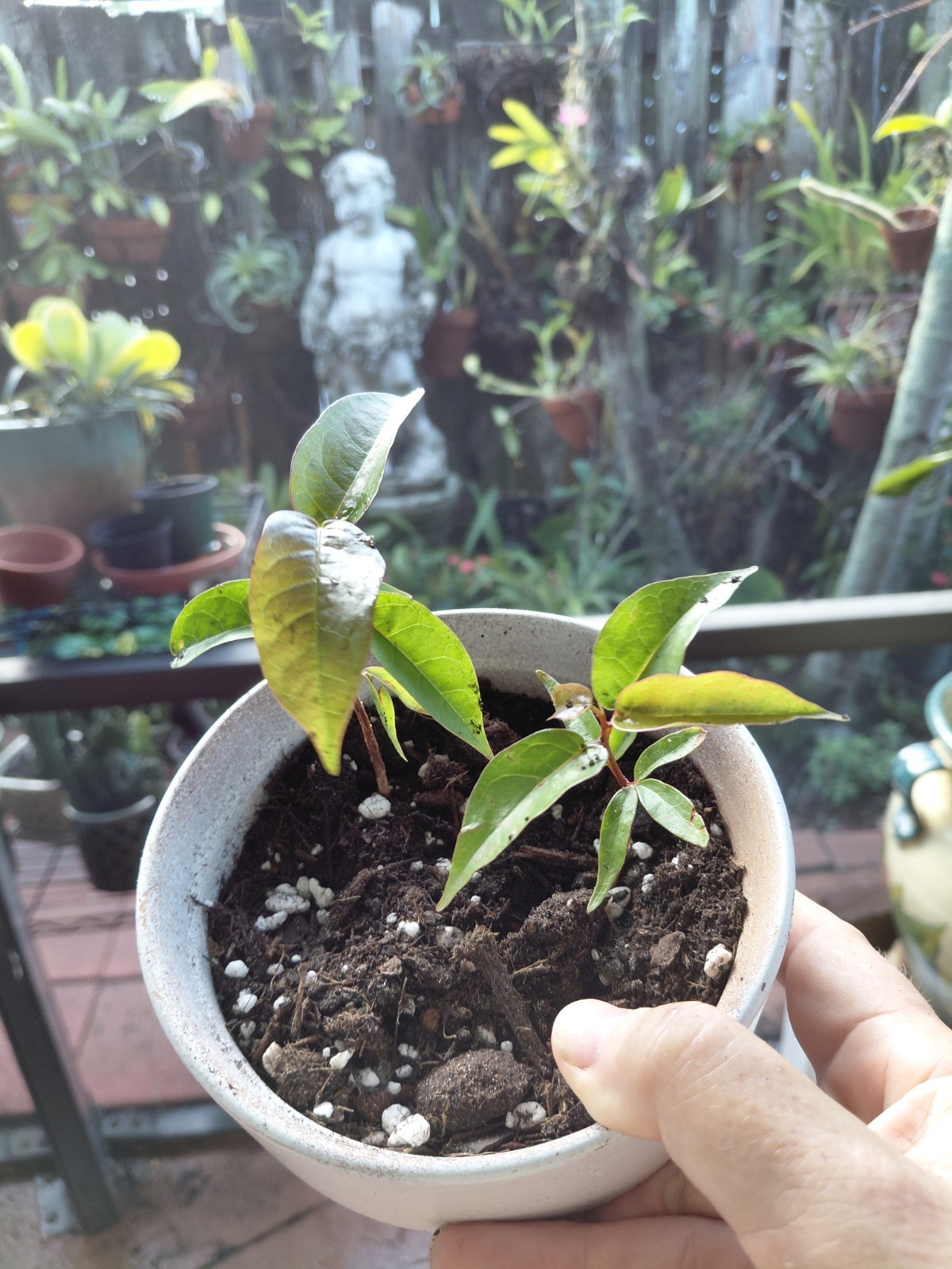 2 Gumbo Limbo Seedlings Tree – 2.5″ tall – Live Plants