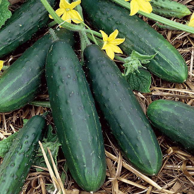 Spacemaster 80 Cucumber Seeds | Non-GMO | Free Shipping| Seed Store | 1063