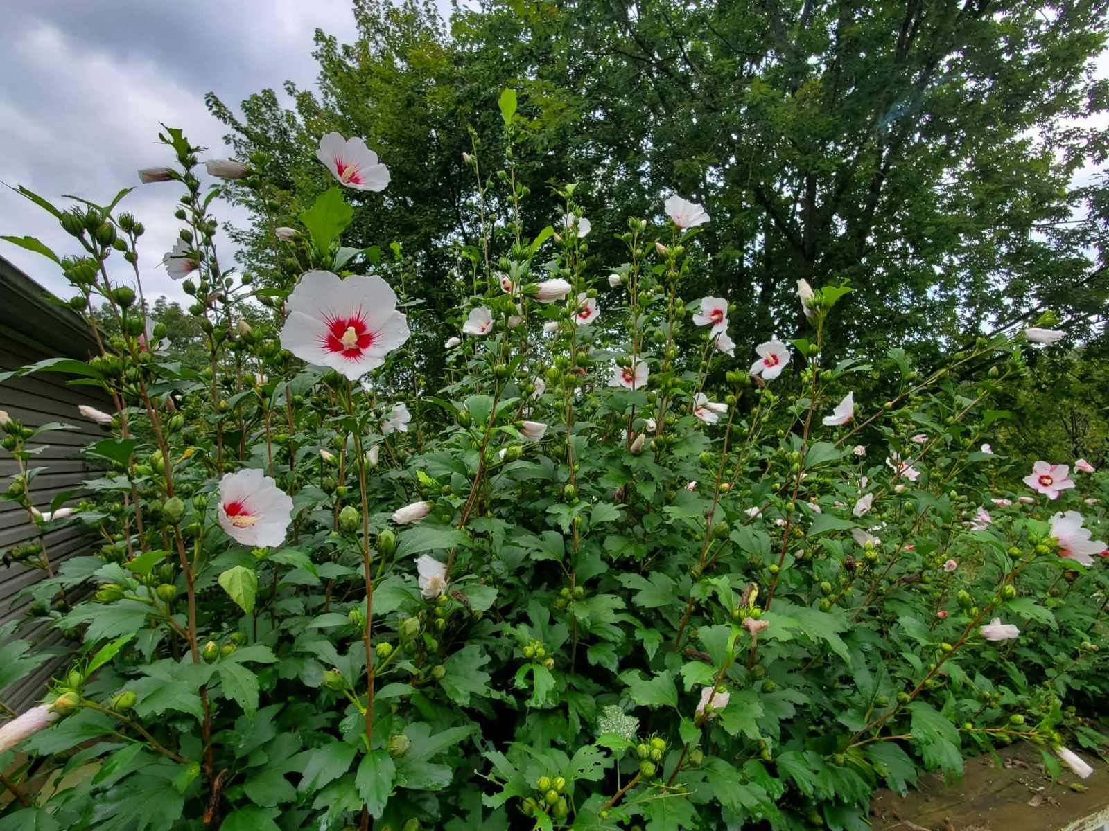 Rose of Sharon , Hibiscus Seeds, 3 Colors Or Mix.