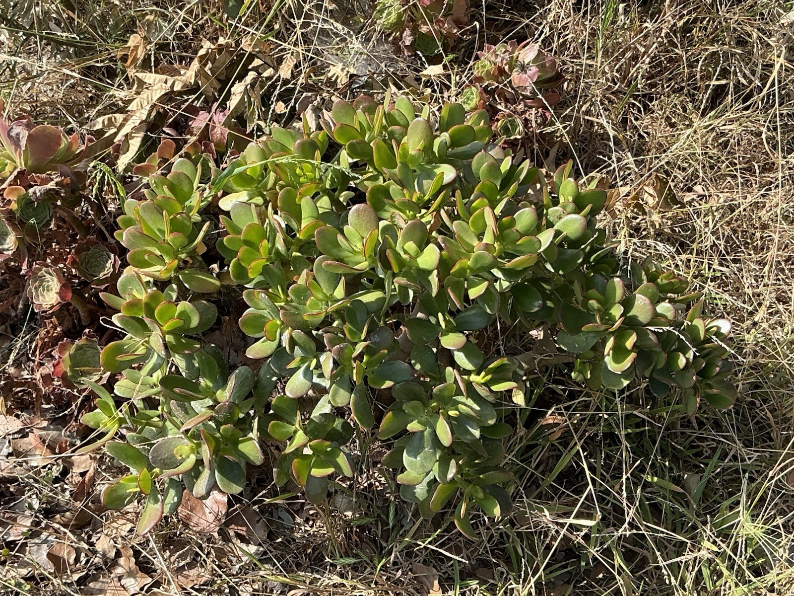 healthy jade plant with roots, Around 16” To 17” tall, rooted