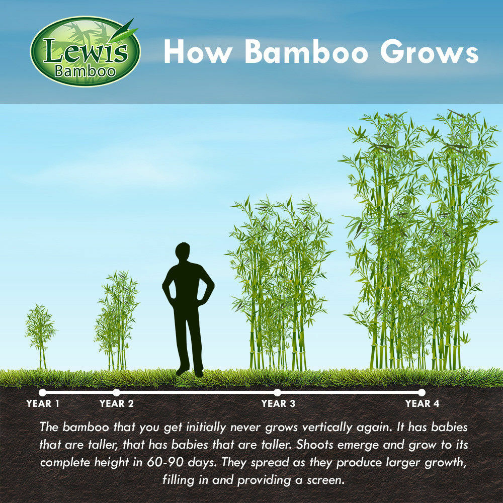 Black Bamboo Phyllostachys Nigra 1ft. rhizome Hale var. live plant privacy fence