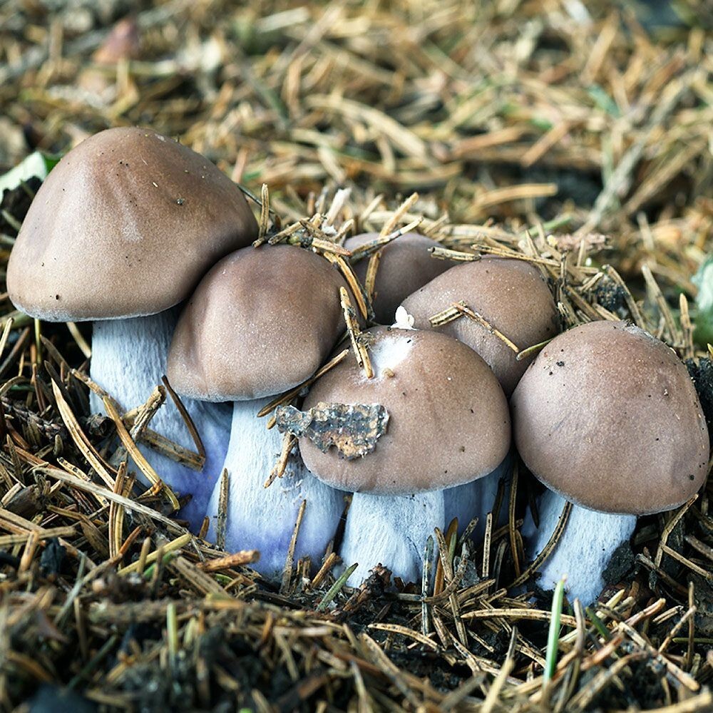 Blue Foot Mushroom (Clitocybe sordida) Liquid Culture