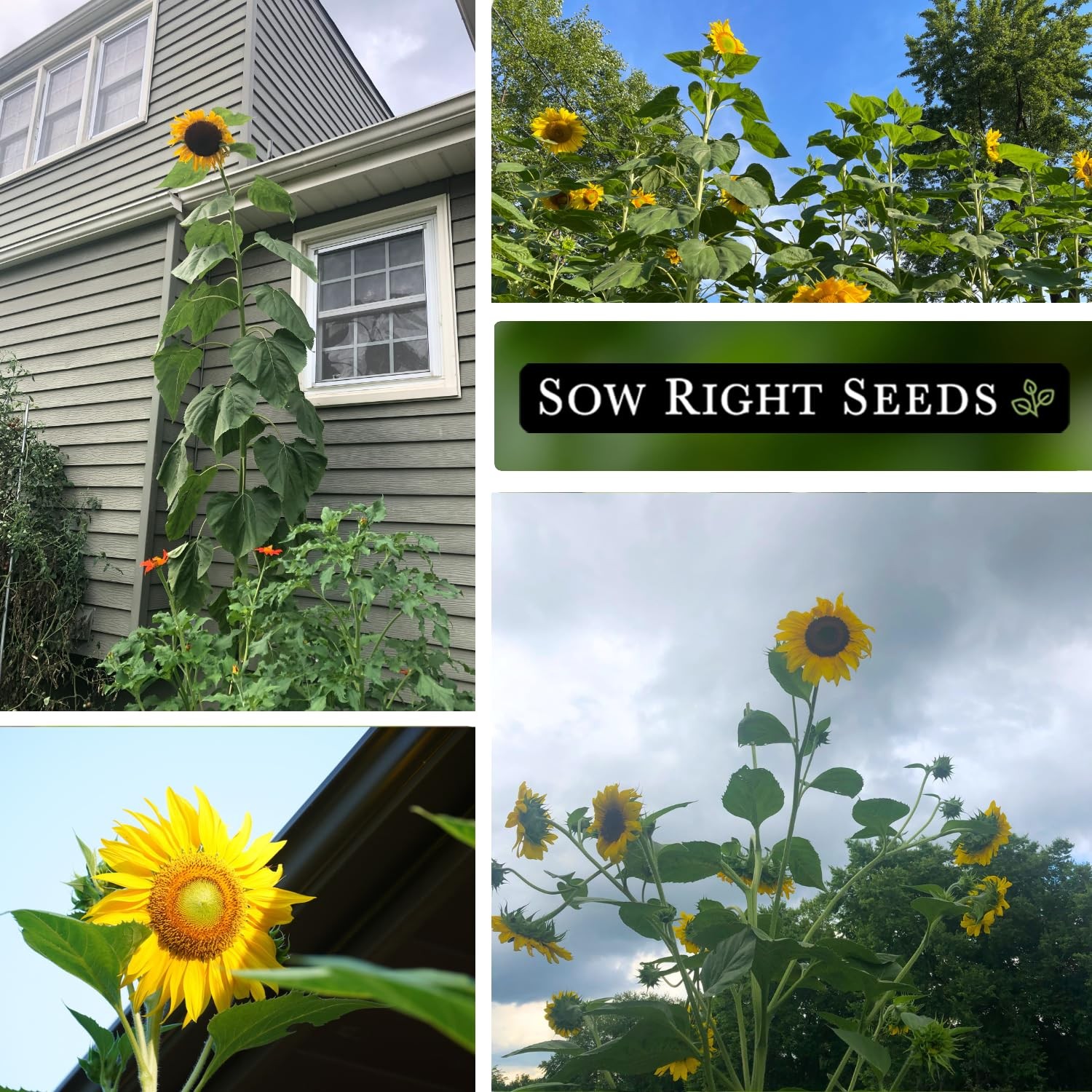Sow Right Seeds – Mammoth Sunflower for Planting – Non-GMO Grey