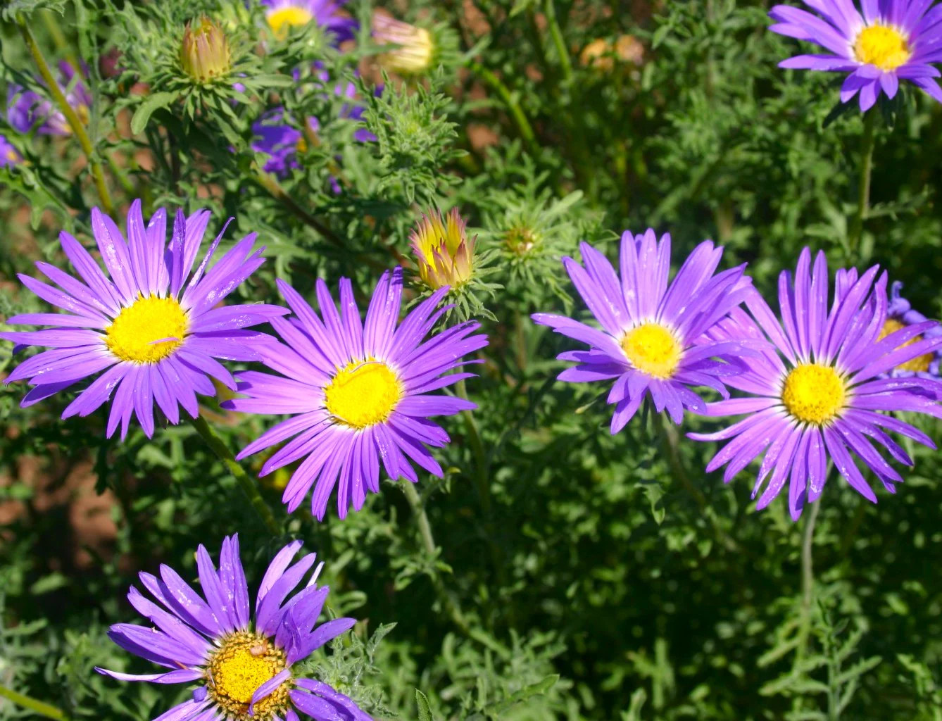 Tahoka Daisy Seeds | Purple Prairie Tansy Leaf Aster Wildflower Flower Seed 2025
