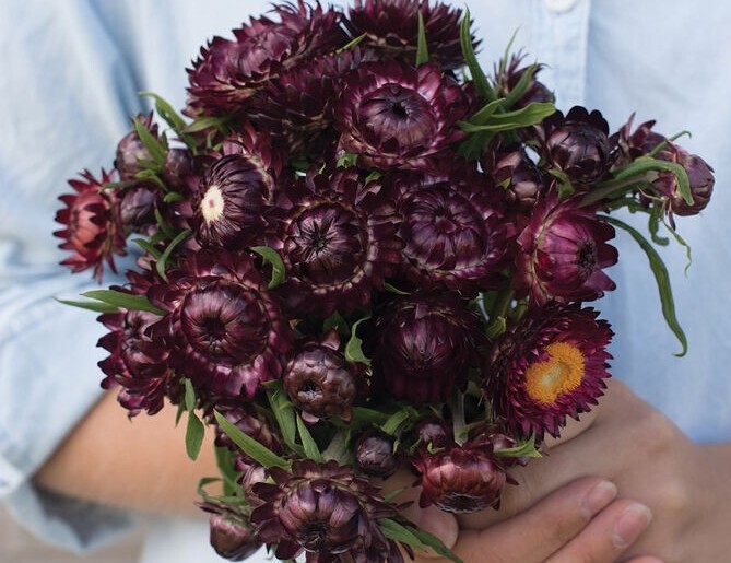 100+ Strawflower Purple Red seeds