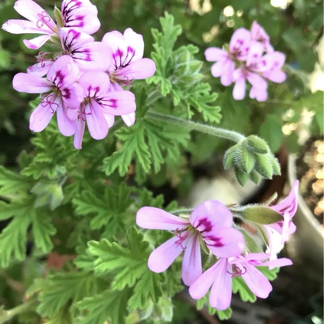 4 Mixed Clerodendrum Bleeding Heart Plants Live 5-10 Inch, Bell Flowers