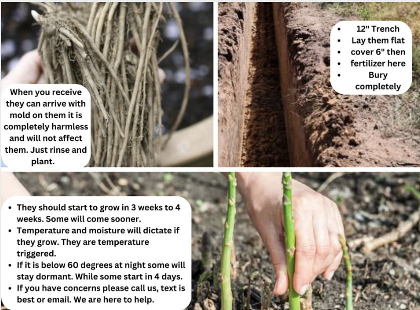 5 Purple Passion Live Asparagus Bare Roots – 2yr Crowns – Hand Picked Nursery