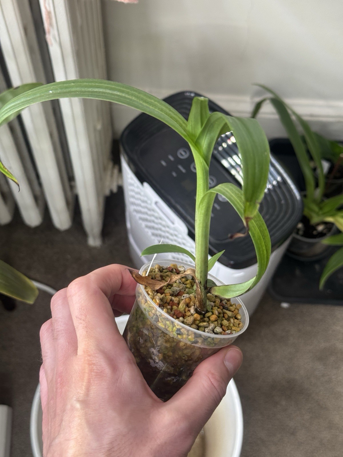 Habenaria Eduardo Flachsland FCA fragrant Terrestrial Orchid