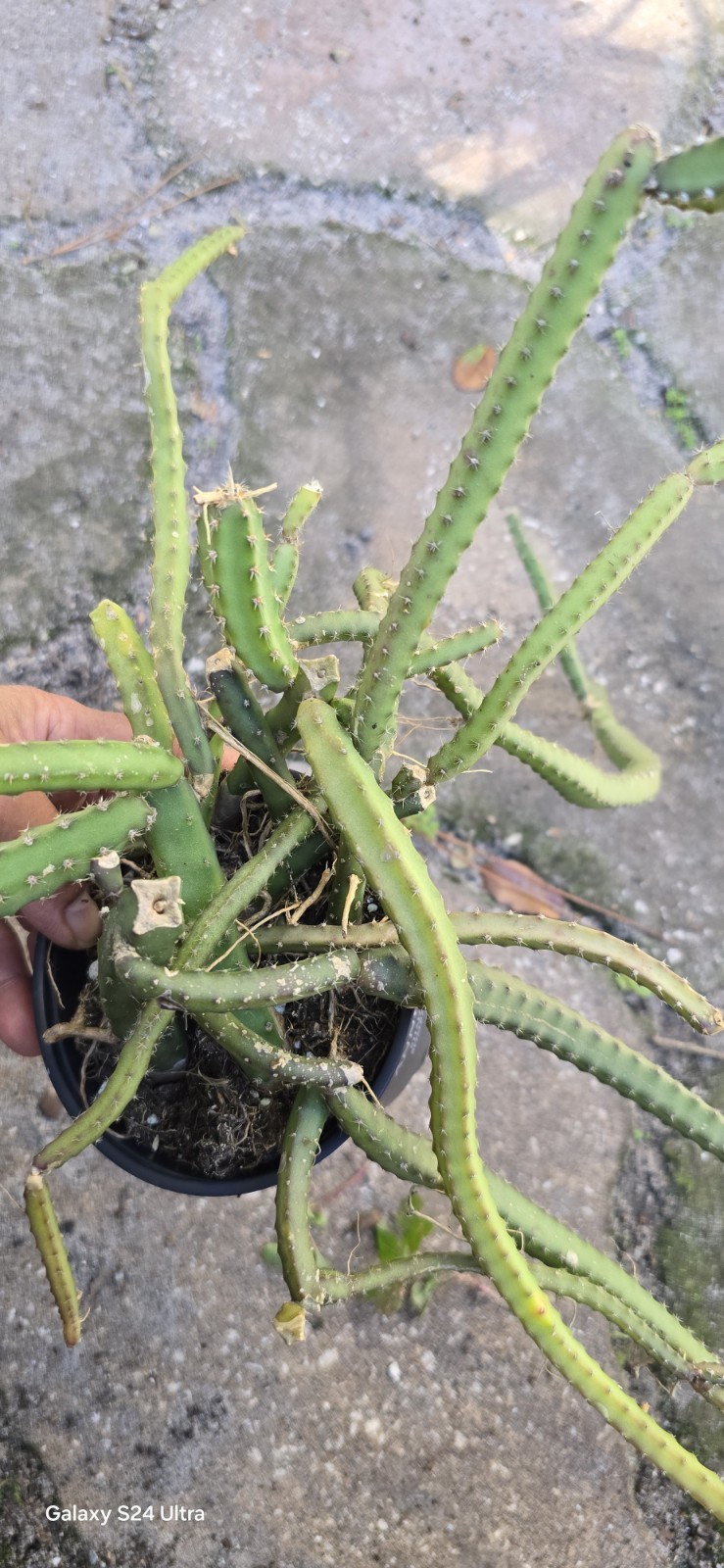 Selenicereus Pteranthus Plant Well Rooted In 4 Inches Nursery Pot