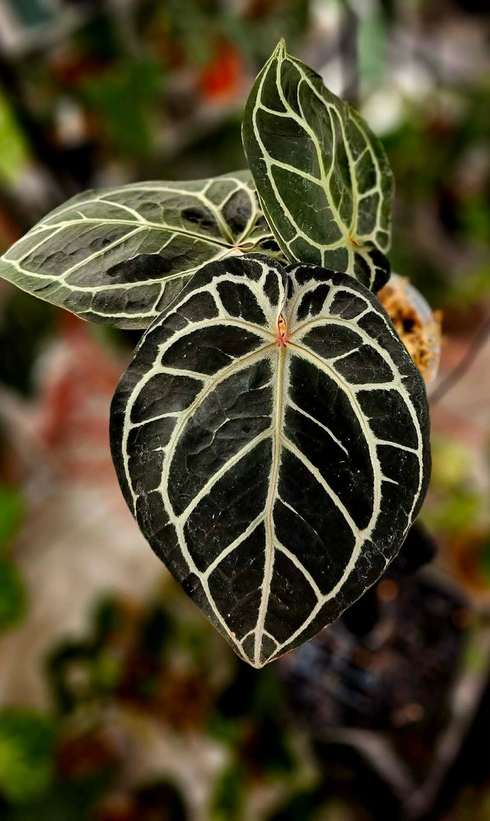 Black Crystallinum × Red Tiger “Black Tiger” — 6” | Dark Velvet, High-Contrast