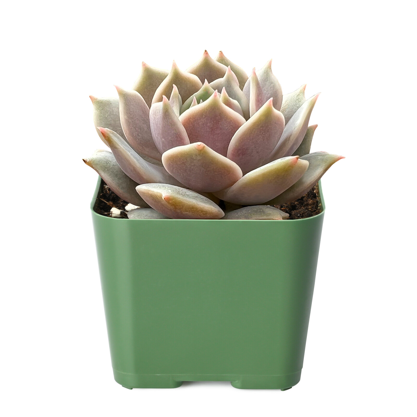 Live Rare Echeveria Lola Succulent Plant Fully Rooted in 2” Plastic Plant Pot