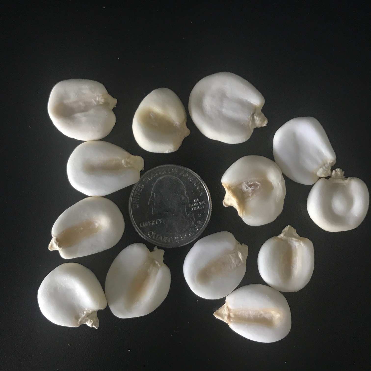 50 White Giant Corn (Maiz Blanco) Seeds – US Seller and Free Shipping