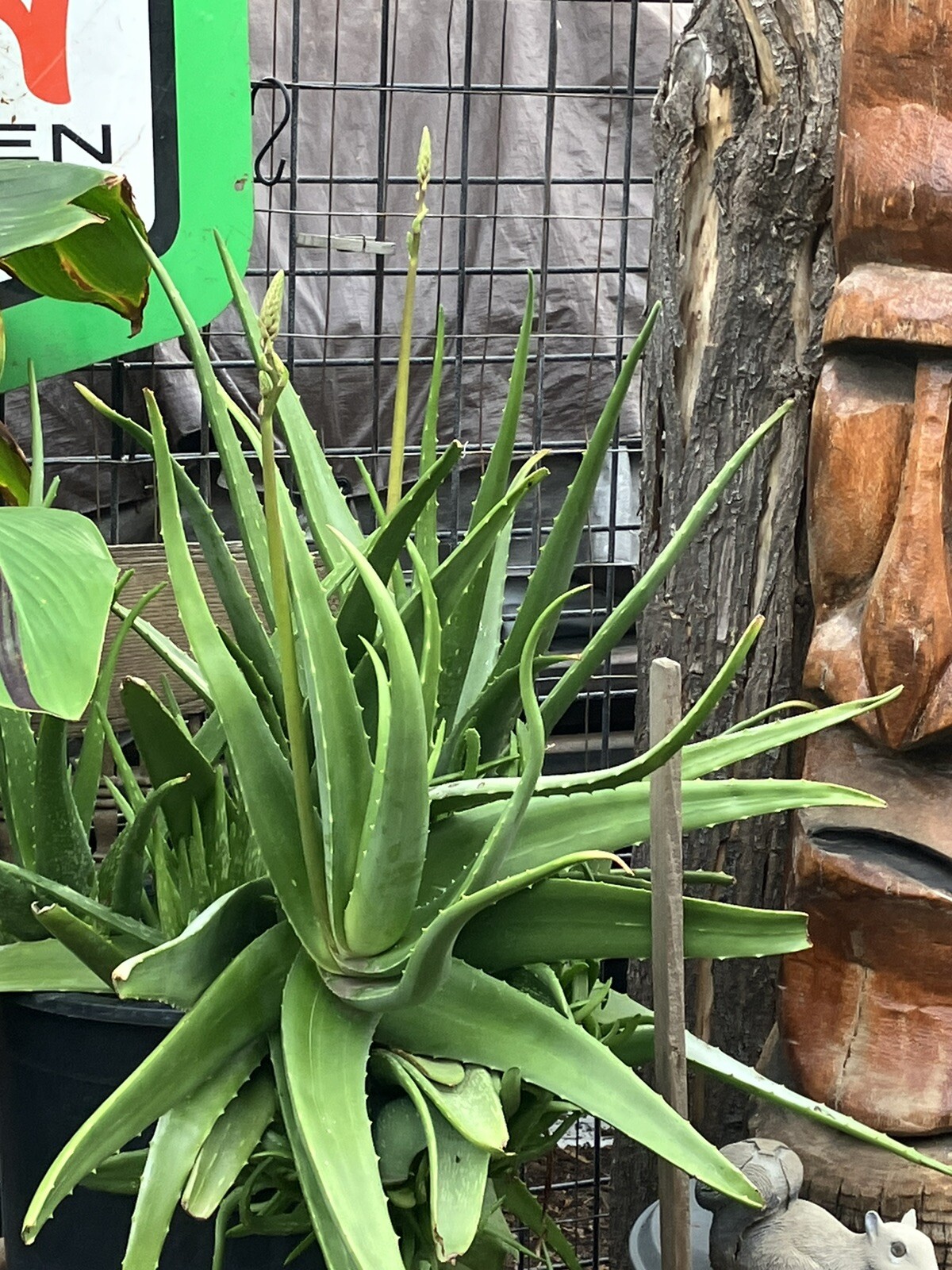 Bulk Lot Large Aloe Vera Not Edible 8”-13” Freshly Harvested Per Order
