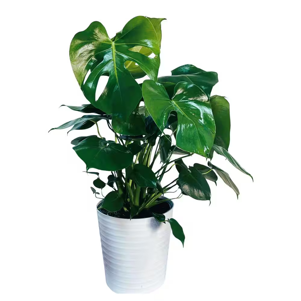10 In. Philodendron Monstera Plant Grower’S Choice in Deco Pot