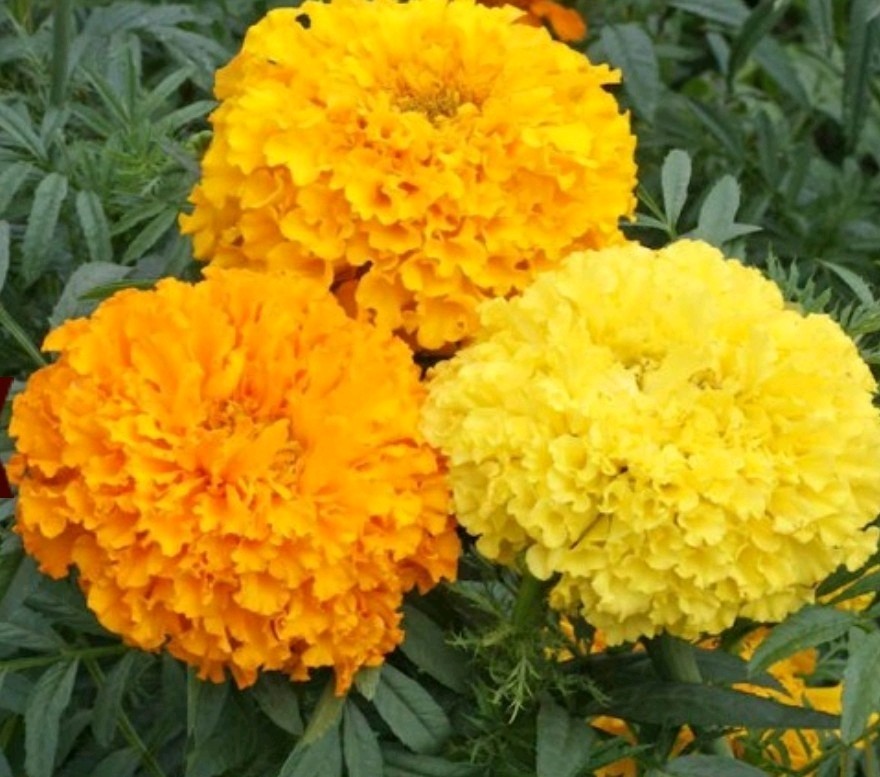 200+ Crackerjack African Marigold Mix Seeds **Fresh Seeds* ~~Free Shipping~~