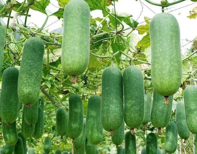 20+ Organic Hairy skin gourd seeds Fuzzy melon Wax gourd Hairy melon Mokwa USA