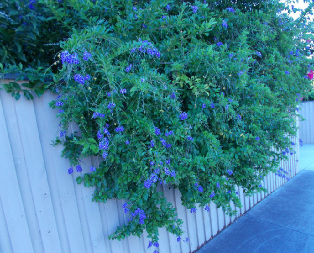 2 Live Blue Duranta Plants – 4–6” Tall – No Pot – Fast-Growing Flowering Shrub