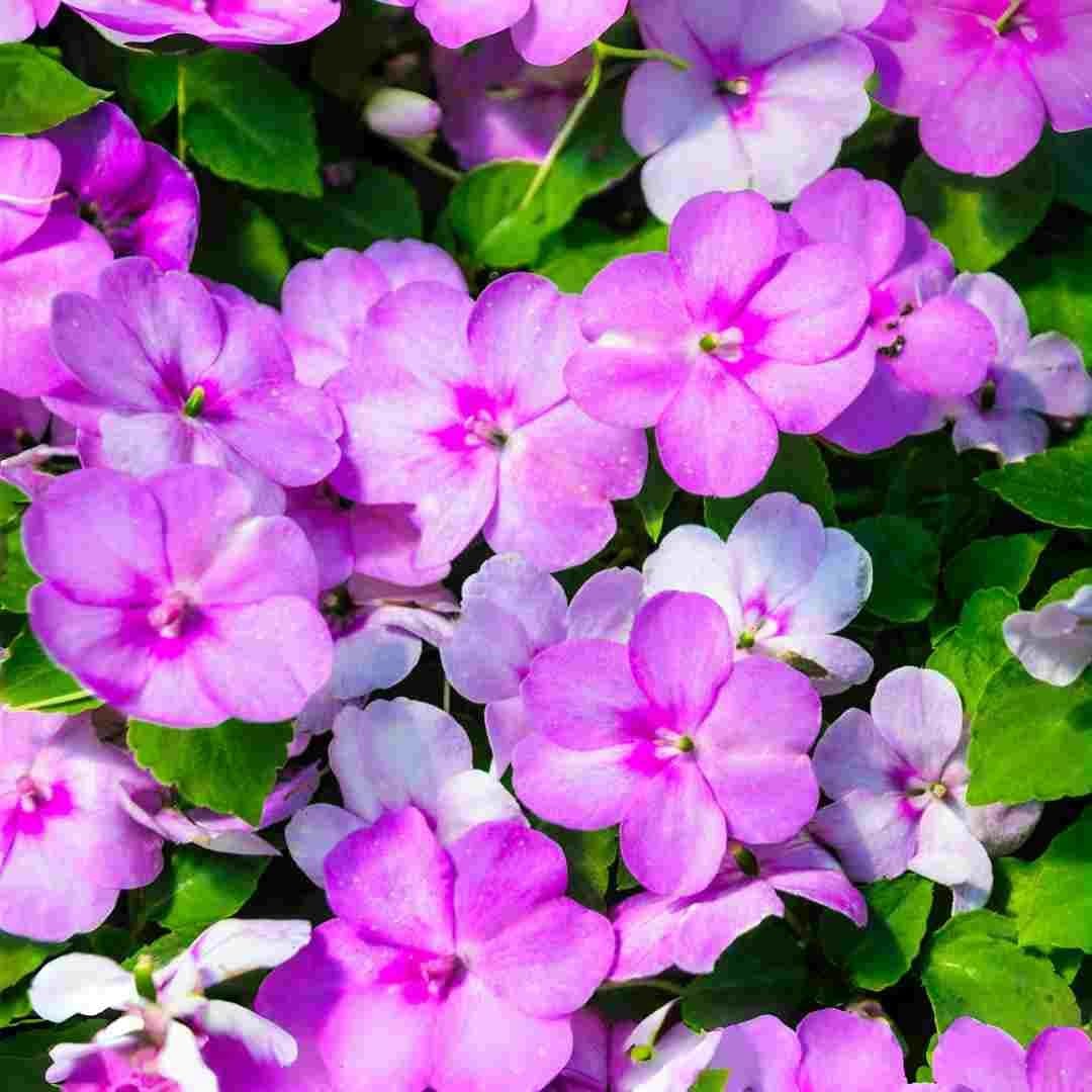 Mixed Color Impatiens Seeds – 400 Count Annual Flowers for Summer Gardens