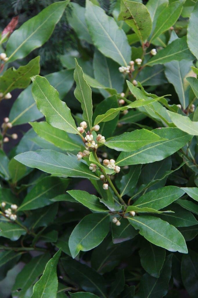 Sweet Bay Laurel Herb Plant – 8 to 10 Inch Tall – 1 Year Old Laurus Nobilis