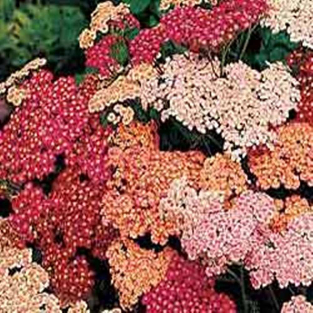 Yarrow Summer Berries – 25 Seeds -Great Dried! – Deer Resistant