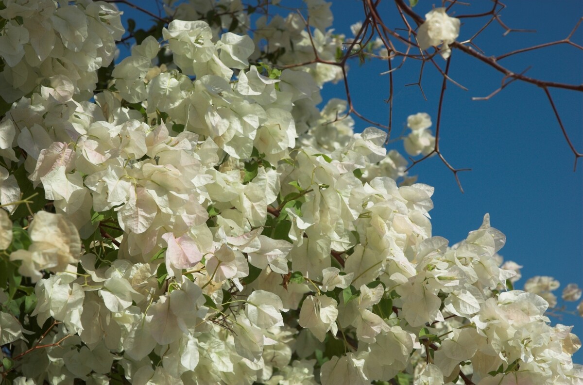 Well Rooted **KEYWEST WHITE** Bougainvillea starter/plug plant**SHIPS BARE ROOT*