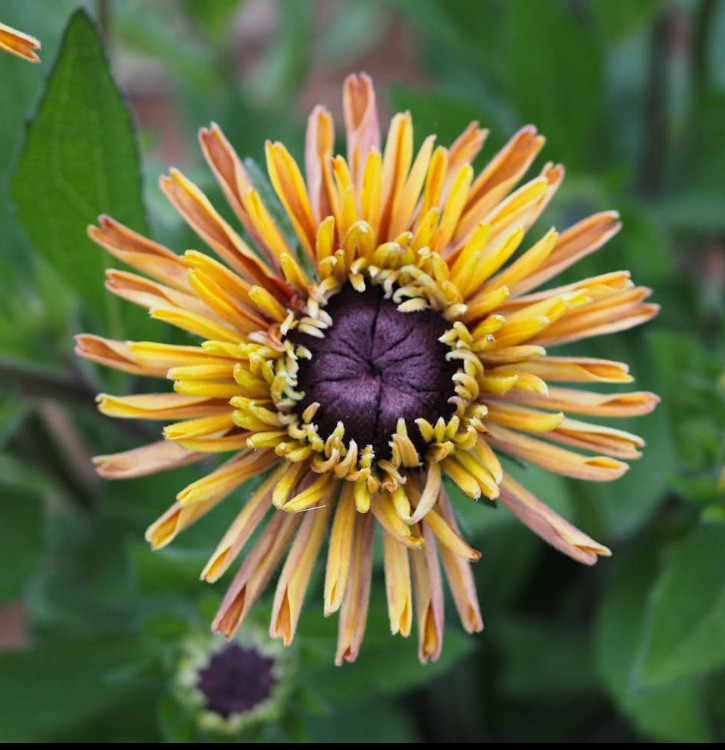 Rudbeckia SAHARA MIX Smoky Sunset Cut Flowers Pollinators Non-GMO 100 Seeds