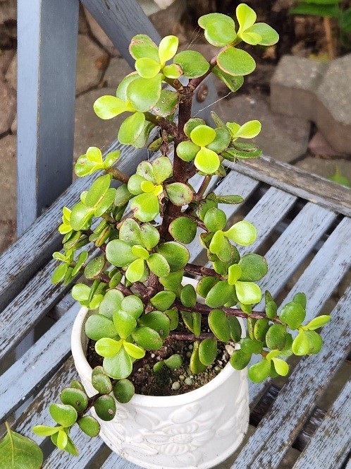 Healthy Quality Succulent Plant Portulacria Fully Rooted Strong Stems 6″W 7″H