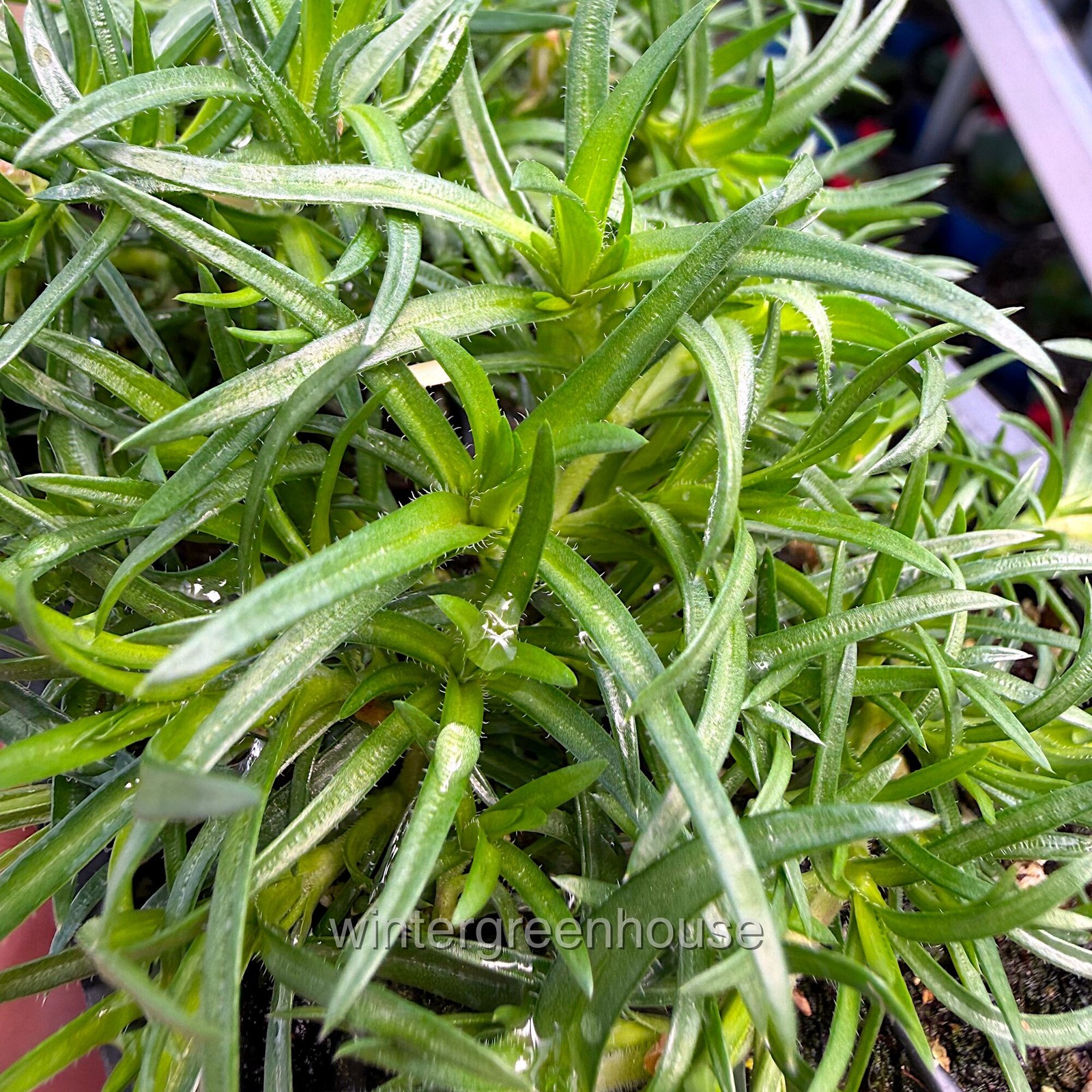 Phlox subulata, Creeping Phlox, Amazing Grace
