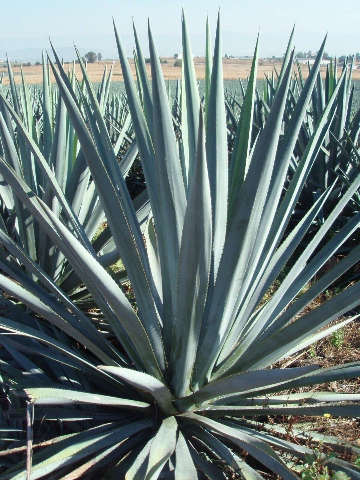 Agave Tequilana | 1 Gallon | Agave tequilana | Drought Tolerant | Succulent