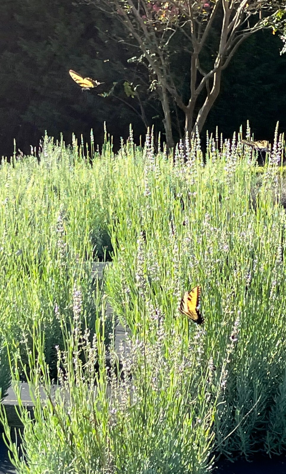 Lavender Live Plants, Spa Plants, Aromatic Herb, Well Rooted Plugs FOR SALE