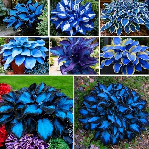 220+ Hosta Seeds Blue Perennial for Planting,Hosta Seeds Blue and Black….
