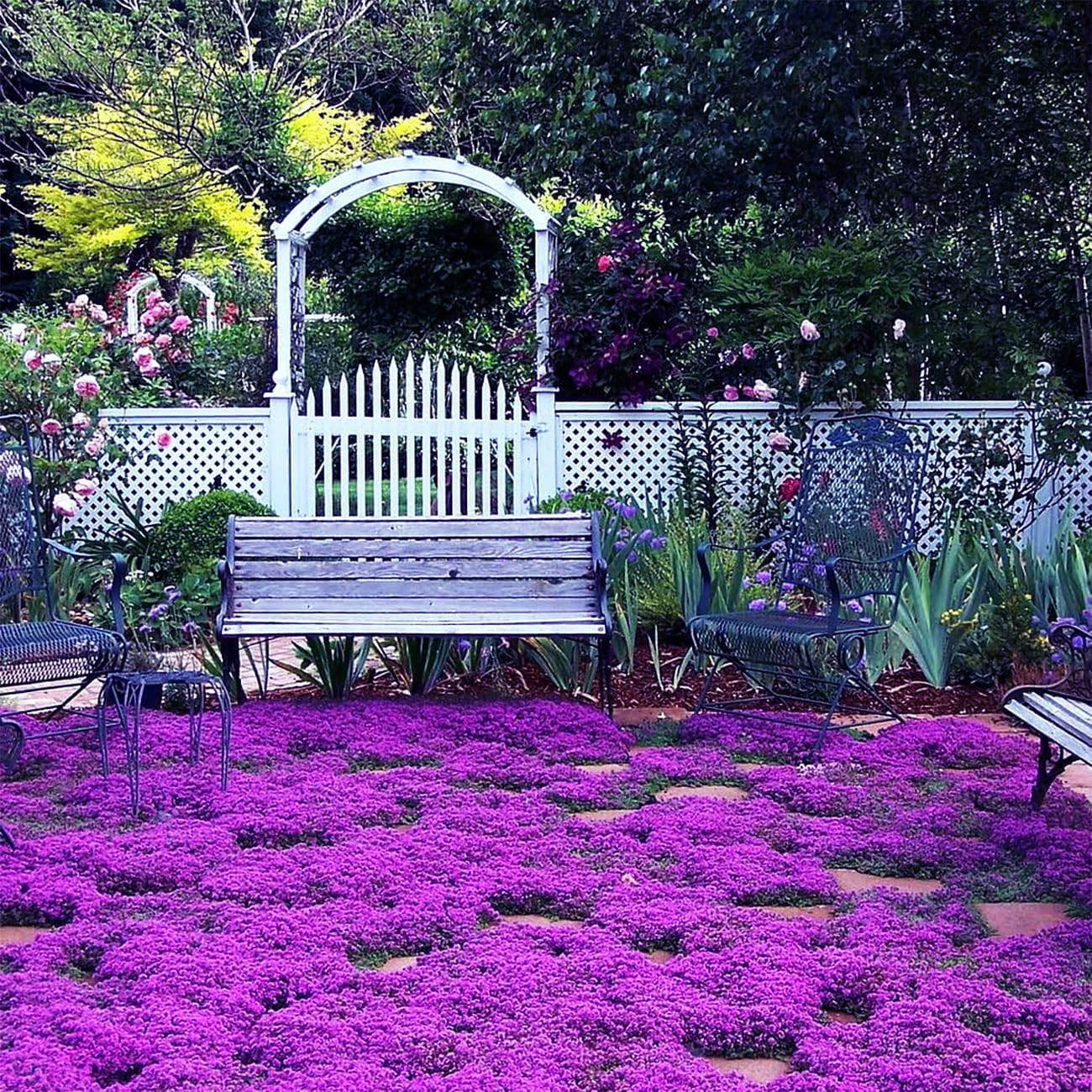 20000+ Magic Purple Creeping Thyme for Planting Ground Cover Heirloom Flowers
