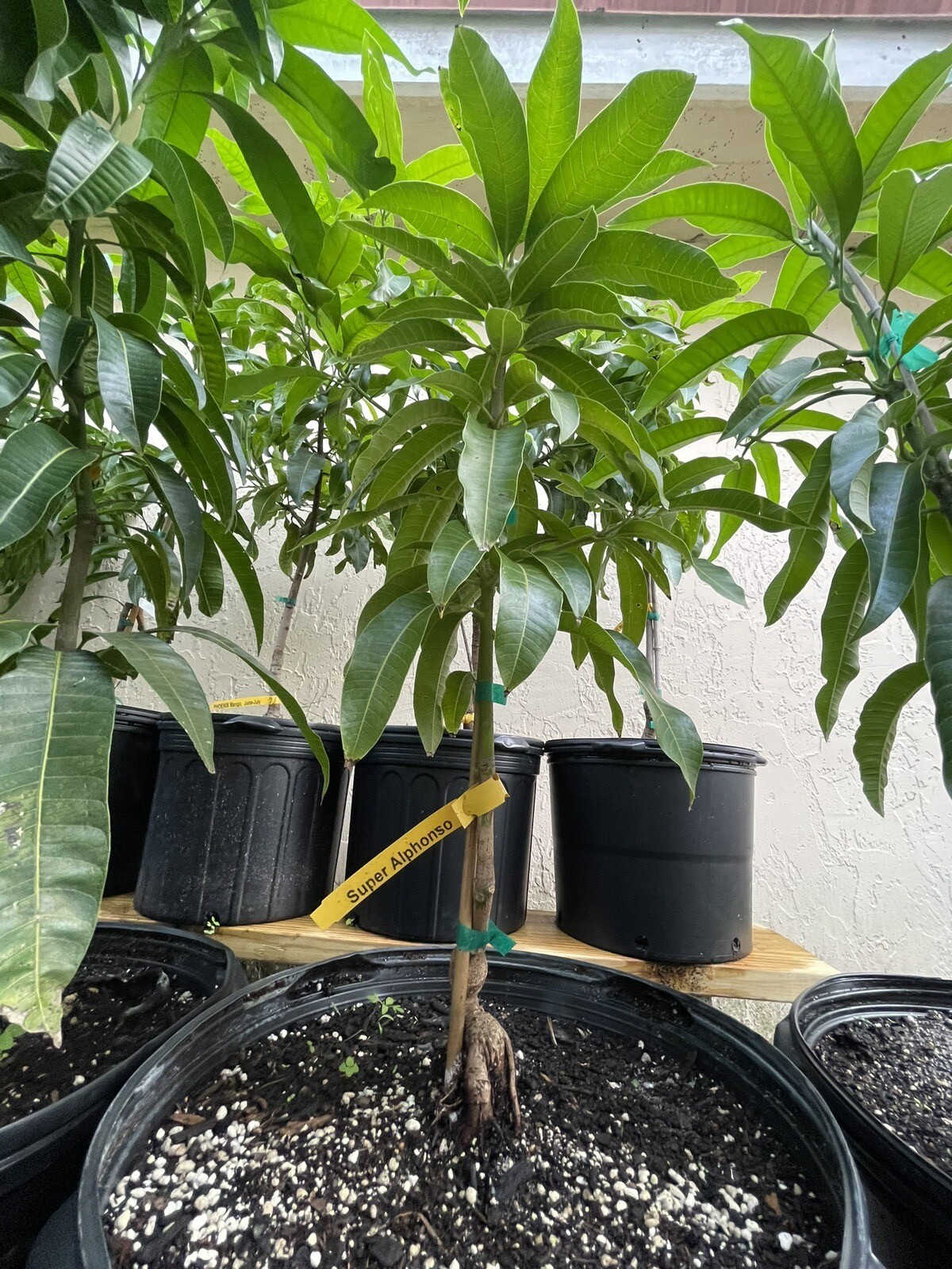 Grafted Zill Mango & Avocado 3 Gallon Trees Over 100 Varieties Coconut Cream M4