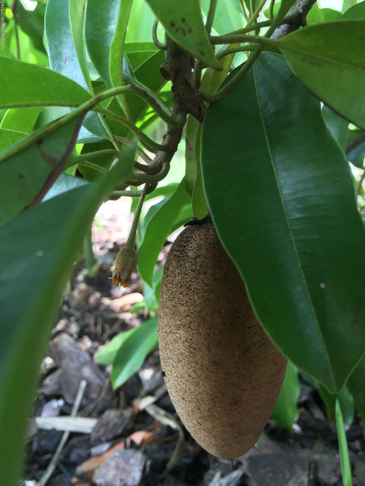 Sapodilla Manilkara Zapota Chiku Makok Tropical Tree Starter PLANT Seedling