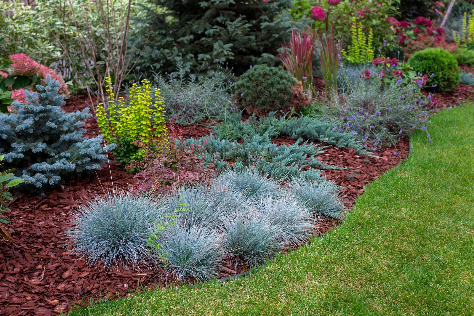 100 BLUE Sheeps FESCUE GRASS Fesnea Ovina Glauca Cinerea Seeds